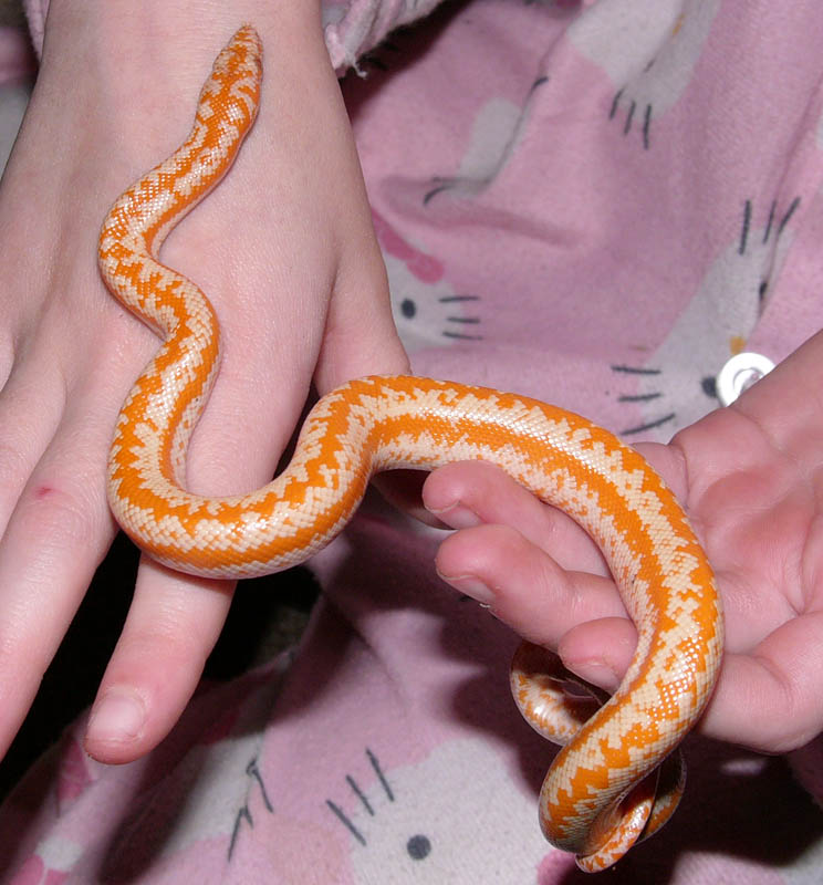 female limburg coastal rosy boa