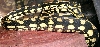 female jungle carpet python