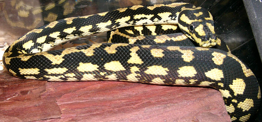 female jungle carpet python