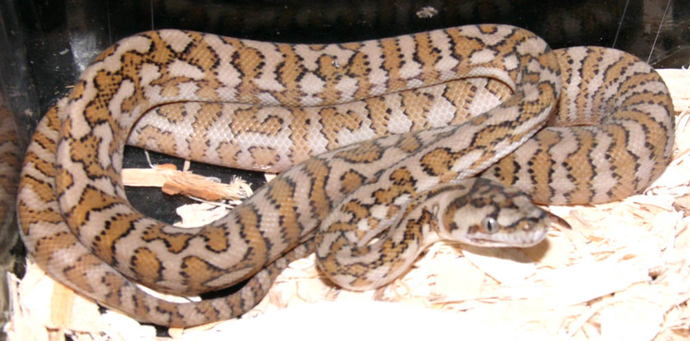 male  red hypo jaguar