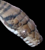 Wamena Head