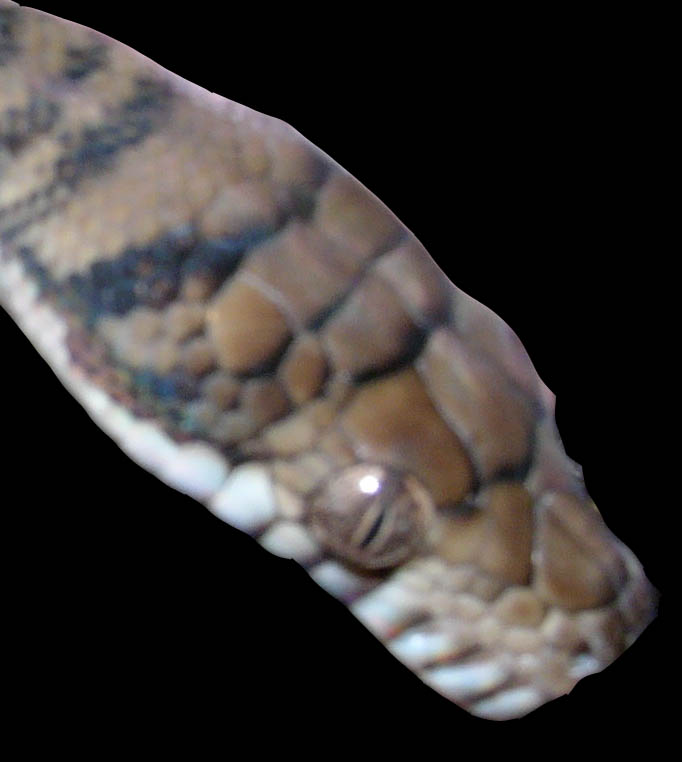 Wamena Head