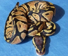Pastel - MorphCapital.com