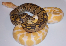 Hypo/Albino - MorphCapital.com