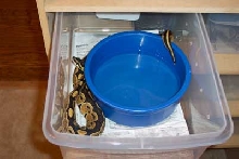 Het Albino - MorphCapital.com