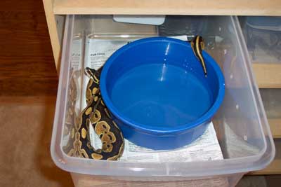 Het Albino - MorphCapital.com
