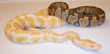 Hypo/Albino BP - MorphCapital.com