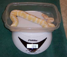 Albino - MorphCapital.com