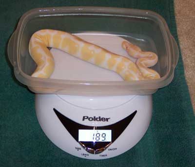 Albino - MorphCapital.com