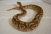 Caramel BP (T  Xanthic)