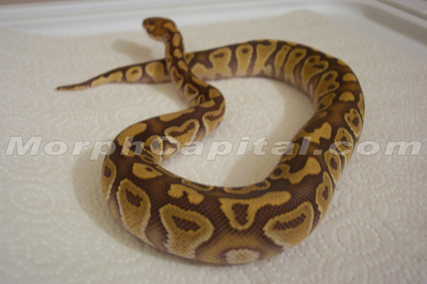 Caramel BP (T  Xanthic)