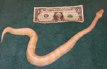 Albino - MorphCapital.com