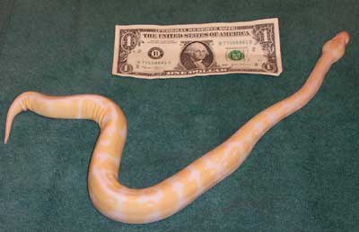Albino - MorphCapital.com