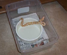Albino - MorphCapital.com