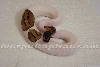 Awesome Piebald