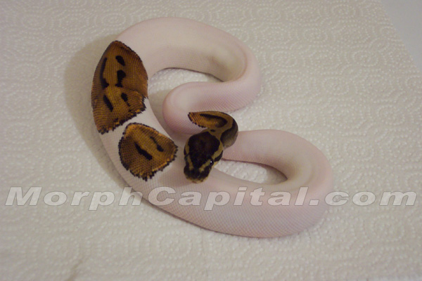 Awesome Piebald