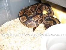 Albino Breeding