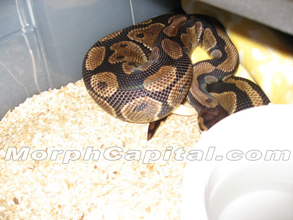 Albino Breeding