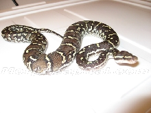 Angolan Python