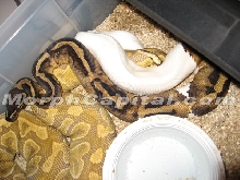 Caramel Pied