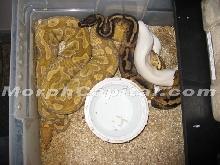 Caramel Pied