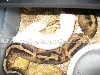 Caramel Pied