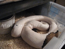 Gravid Pied