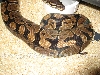 Ovulation
