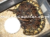 Pastel Breeding