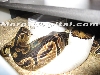 Pied Breeding