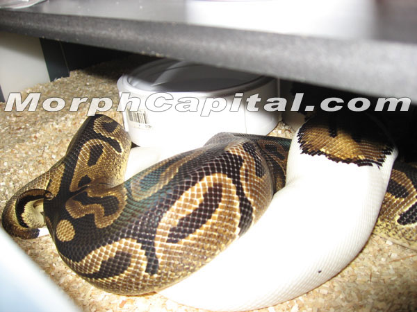 Pied Breeding