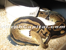 Pied Breeding
