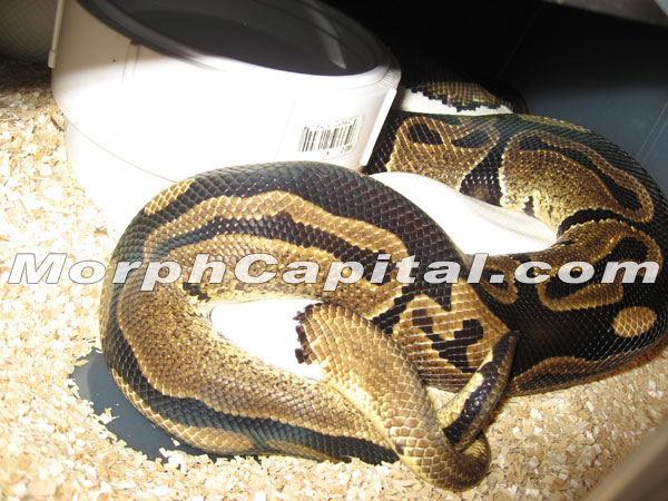 Pied Breeding