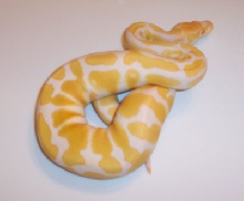 Albino - MorphCapital.com