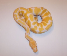 Albino - MorphCapital.com
