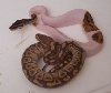 Caramel - Pied - MorphCapital.com
