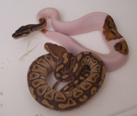 Caramel - Pied - MorphCapital.com
