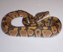 Orange/Butterscotch Ghost - MorphCapital.com