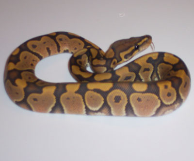Orange/Butterscotch Ghost - MorphCapital.com