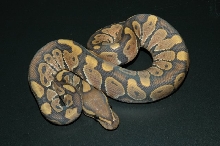 Orange/Butterscotch Ghost (Hypo) - MorphCapital.com