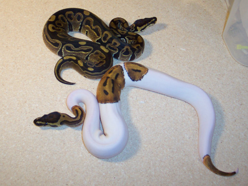 100% Het Pied & Pied