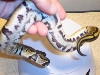 100% Het Pied Marker Traits