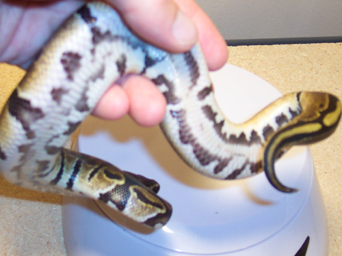 100% Het Pied Marker Traits