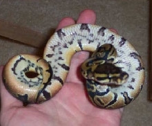 Het Piebald  - MorphCapital.com