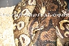 Mojave Breeding