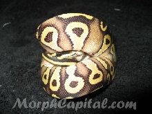 PASTAVE YELLOW BELLY