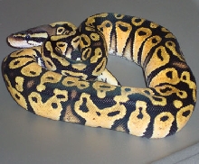 Pastel - MorphCapital.com