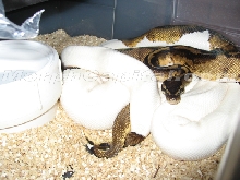 Pied X Pied Breeding