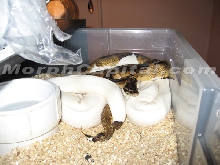 Pied X Pied Breeding