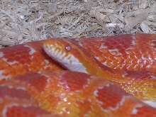 Akasha